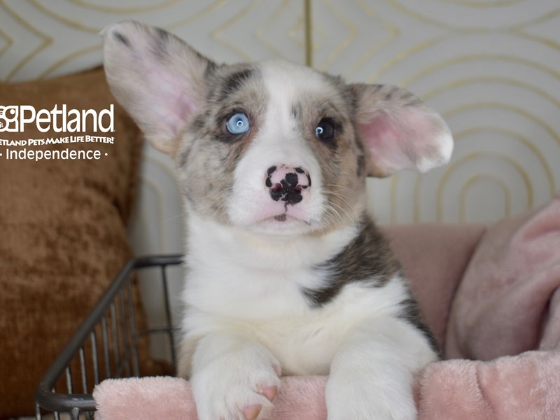 [#5516] Merle Male Cardigan Welsh Corgi Puppies For Sale #1