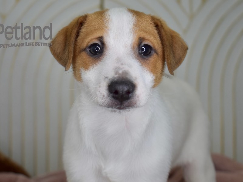 [#661] Male Jack Russell Terrier Puppies For Sale #1