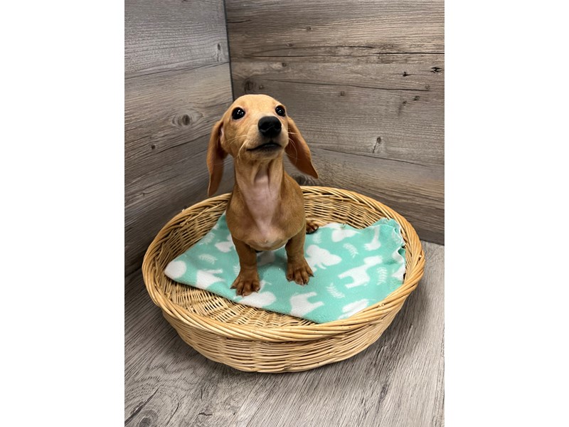 [#19824] Red Male Dachshund Puppies For Sale
