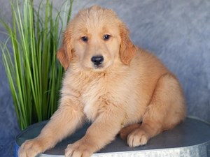 Golden-Retriever-DOG-Female-3991246