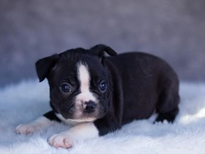 Boston-Terrier-DOG-Male-3991259