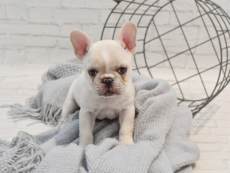 [#36314] Cream Female French Bulldog Puppies For Sale #1