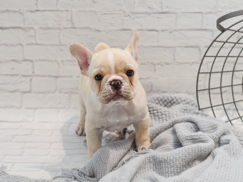 [#36313] Cream Male French Bulldog Puppies For Sale