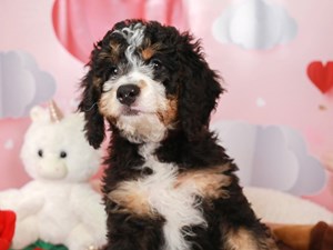 Mini Bernedoodle-DOG-Female-blk wh tn-3991373