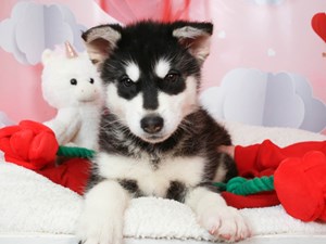 Alaskan Malamute-DOG-Female-Black and White-3990009