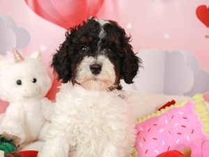 Mini Goldendoodle-DOG-Female-blk, brn & wht-3990261