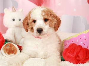 Poodle-DOG-Male-red wht-3990348