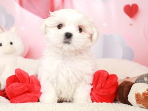 Teddy Bear-DOG-Female-cr & wh-3991334