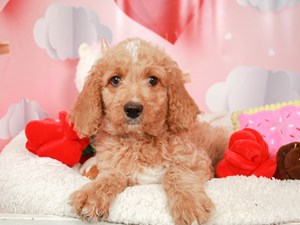 Mini Goldendoodle-DOG-Female-ch phn wh-3990259