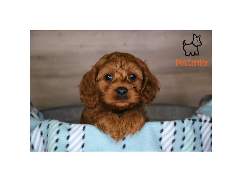 [#34203] Clifford - red Male Cavapoo Puppies For Sale