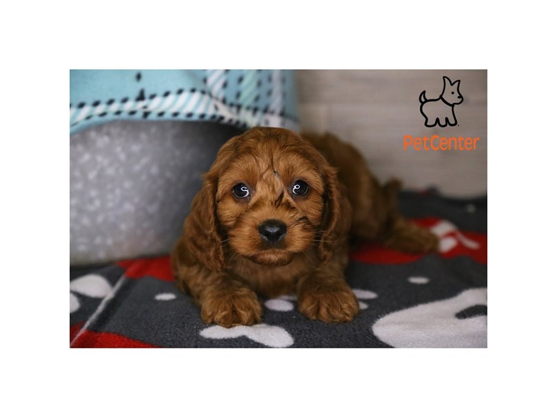 [#34203] Clifford - red Male Cavapoo Puppies For Sale #2