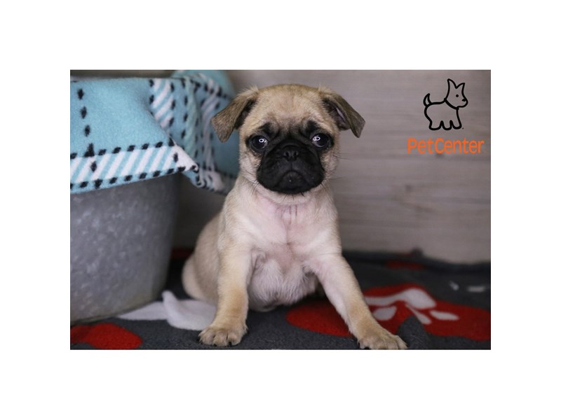 [#34205] Penny - fawn Female Pug Puppies For Sale #1