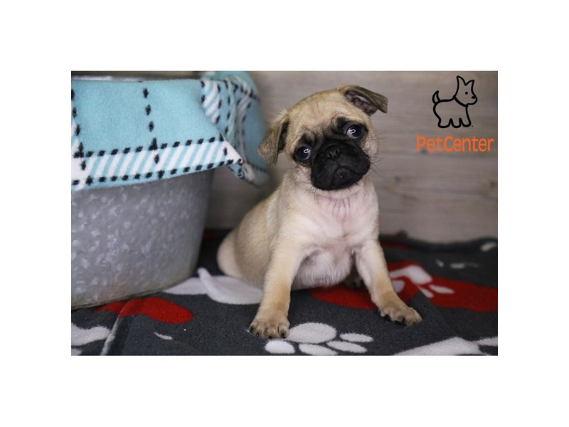 [#34205] Penny - fawn Female Pug Puppies For Sale #2