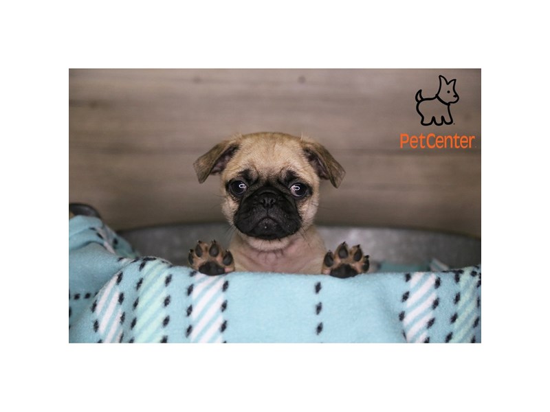 [#34205] Penny - fawn Female Pug Puppies For Sale #3