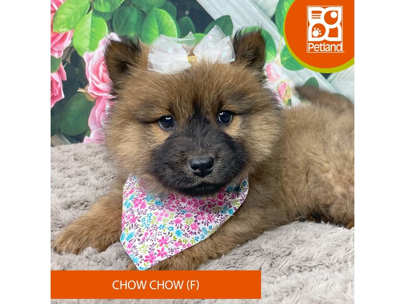 Chow Chow - 9215 Image #2