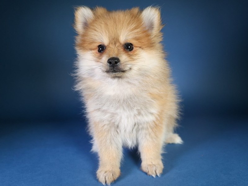 [#13587] Red Sable Female Pomeranian Puppies For Sale #1