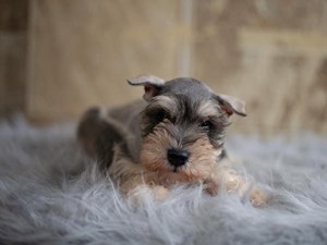 Miniature-Schnauzer-DOG-Male-4011853
