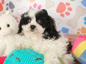 Cavapoo-DOG-Male-blk & wh-4011081