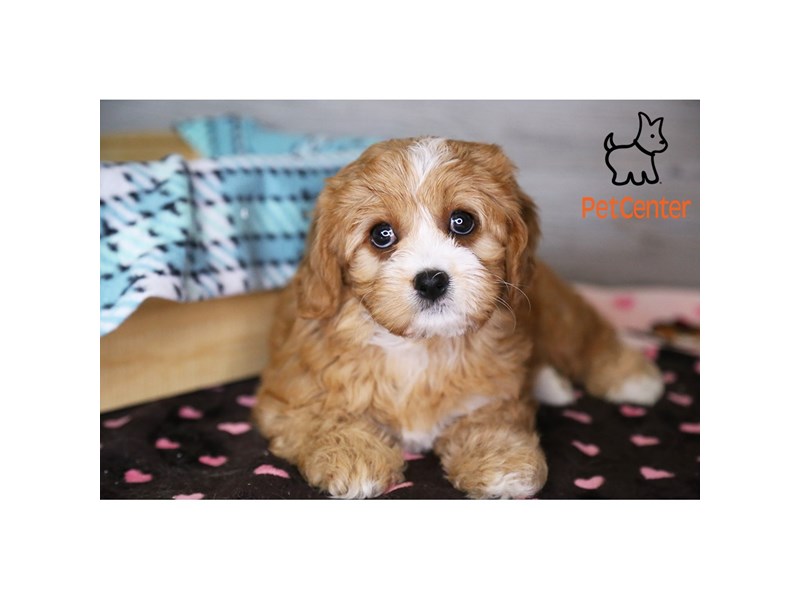 [#34343] Sophie - Ruby Female Cavachon Puppies For Sale