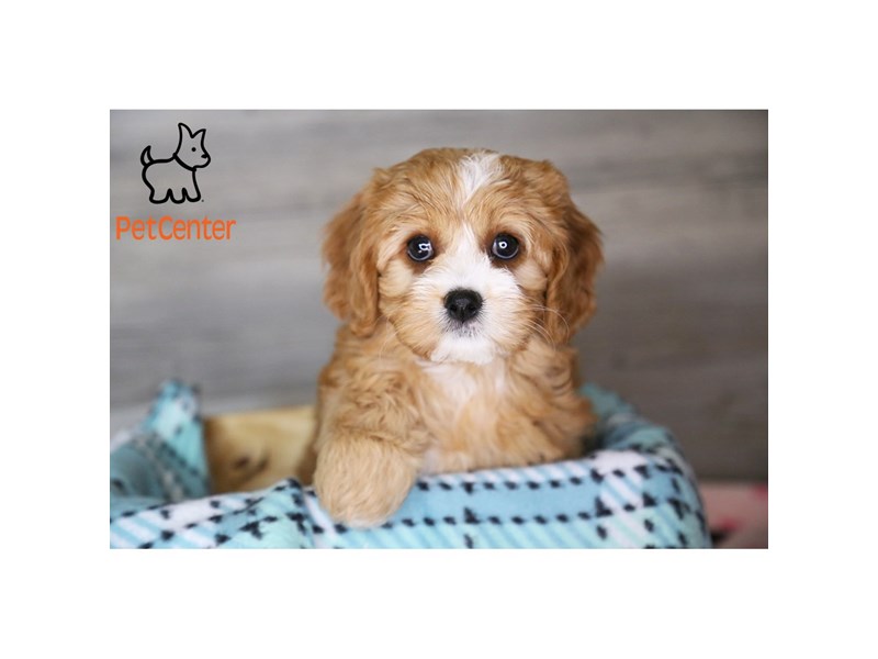 [#34343] Sophie - Ruby Female Cavachon Puppies For Sale
