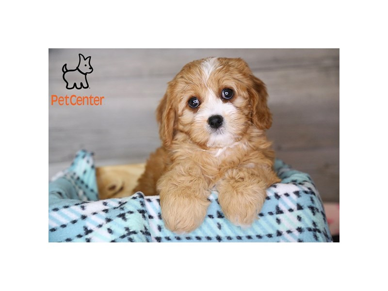 [#34343] Sophie - Ruby Female Cavachon Puppies For Sale #5
