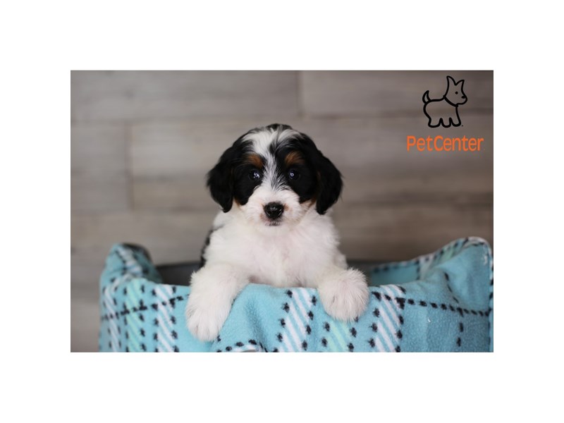 [#34337] Emmy - Black Tan / White Female Bernedoodle F1B Puppies For Sale #1