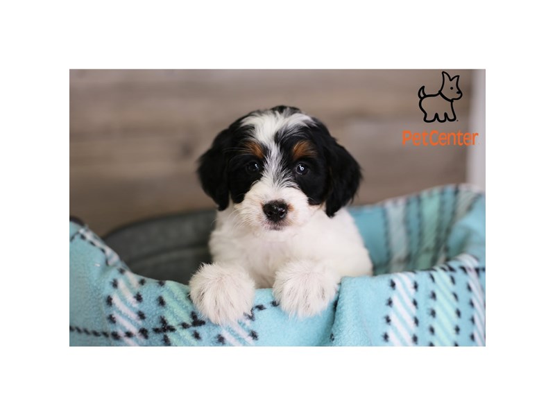 [#34337] Emmy - Black Tan / White Female Bernedoodle F1B Puppies For Sale #2