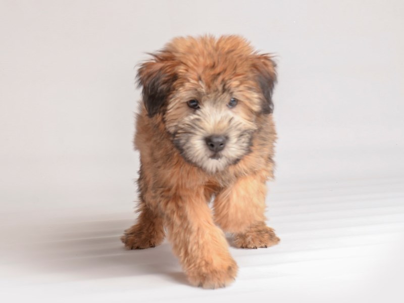 Soft Coated Wheaten Terrier - 20069 Image #2