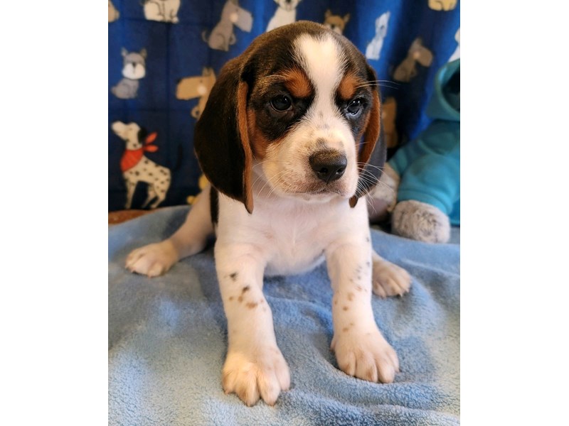 [#34345] Snoopy - tri Male Beagle Puppies For Sale #1