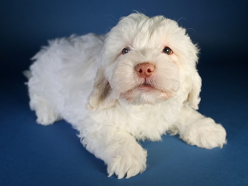 [#13596] White Male Daisy Dog Puppies For Sale #1