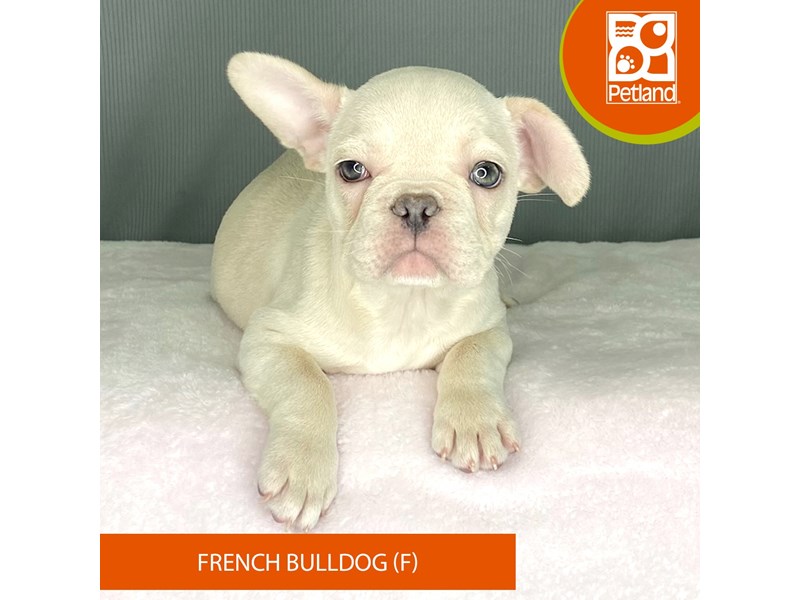French Bulldog - 2312 Image #2