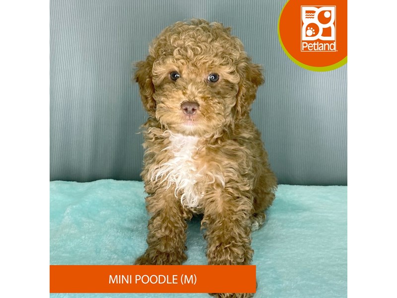 Poodle Mini - 2325 Image #2