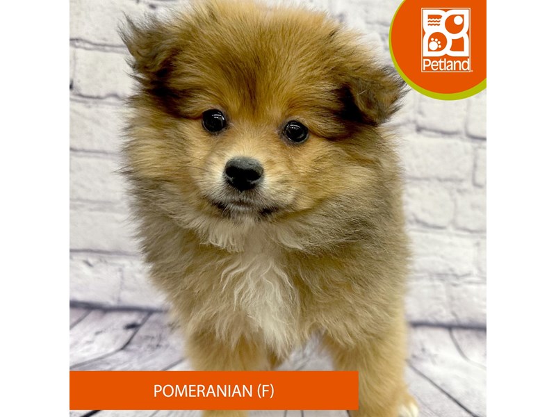 Pomeranian - 7858 Image #2
