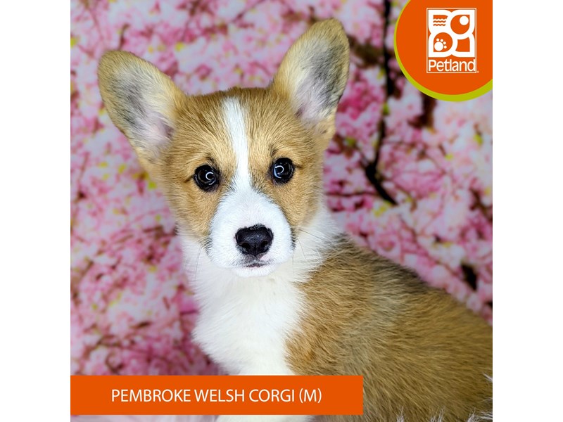 Pembroke Welsh Corgi - 2162 Image #2