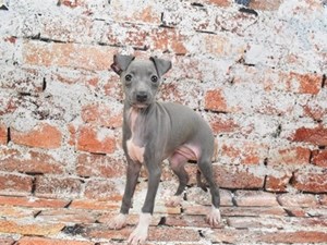 Italian-Greyhound-DOG-Female-4018538