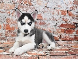 Siberian-Husky-DOG-Male-4018613