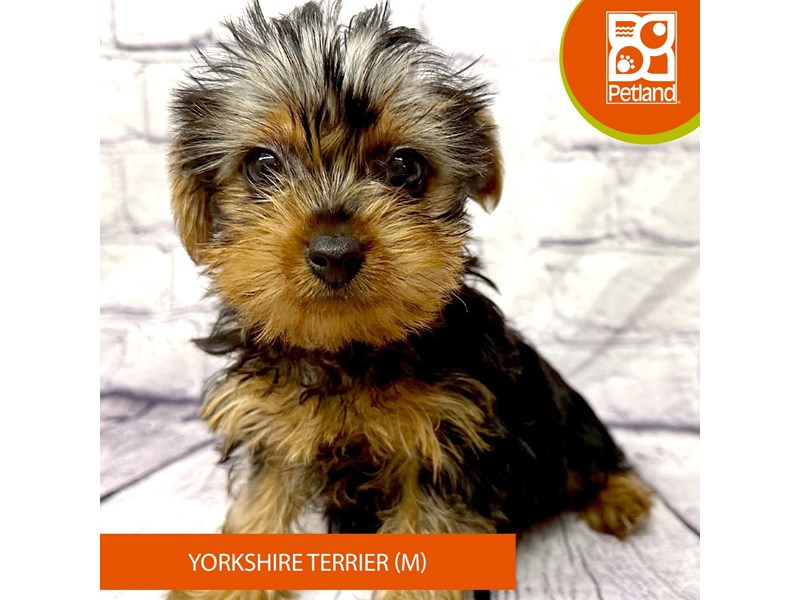 Yorkshire Terrier - 7874 Image #2