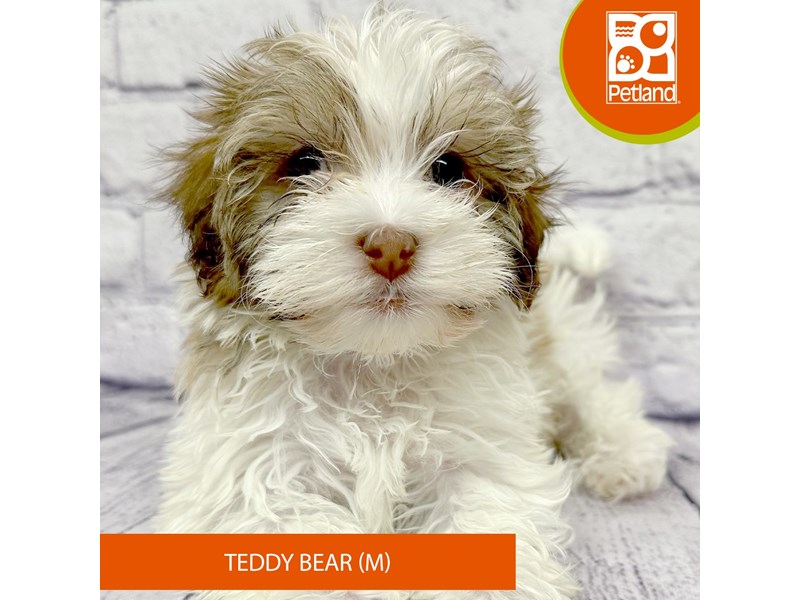 Teddy Bear - 7869 Image #2