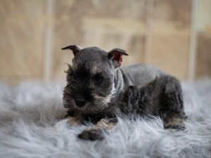 Miniature-Schnauzer-DOG-Female-4022048