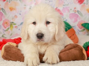 Golden Retriever-DOG-Female-cr-4021183