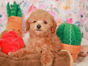 Poodle-DOG-Male-red-4020795