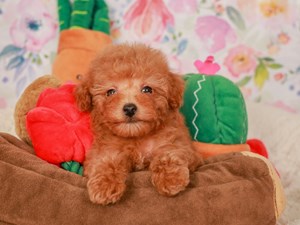 Poodle-DOG-Male-rd-4020797