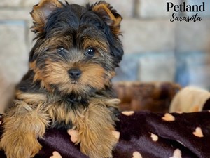 Yorkshire-Terrier-DOG-Male-4022006