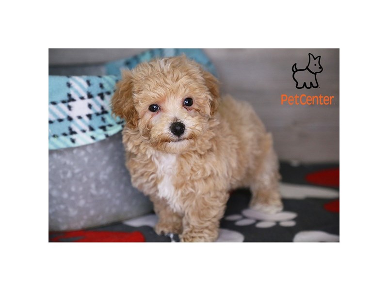 [#34367] Wafer - cream Male Bichapoo Puppies For Sale #1