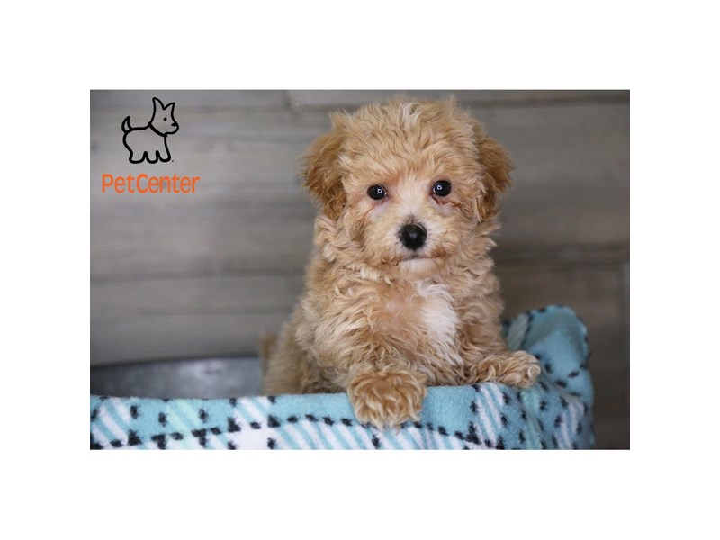 [#34367] Wafer - cream Male Bichapoo Puppies For Sale