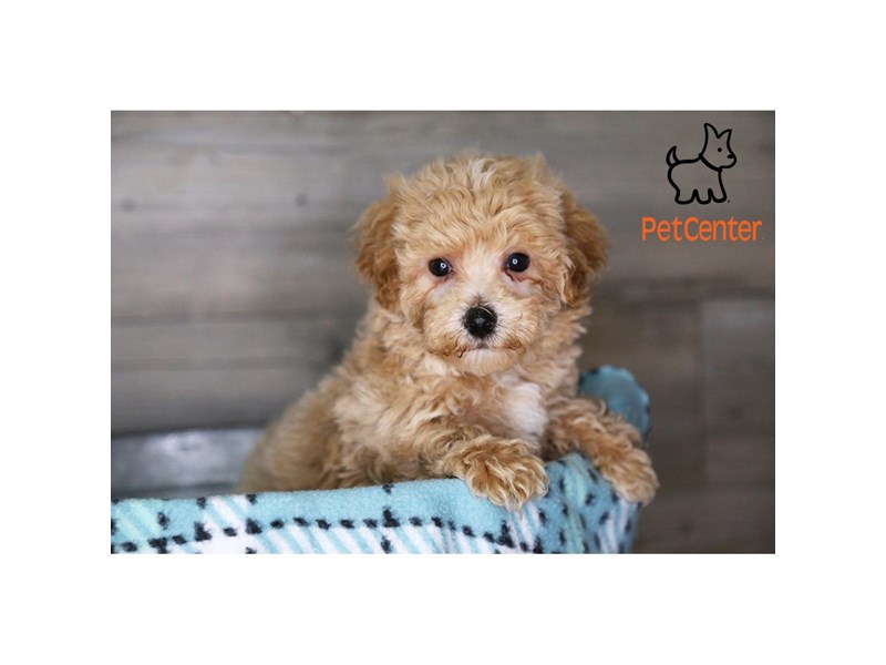 [#34367] Wafer - cream Male Bichapoo Puppies For Sale #4