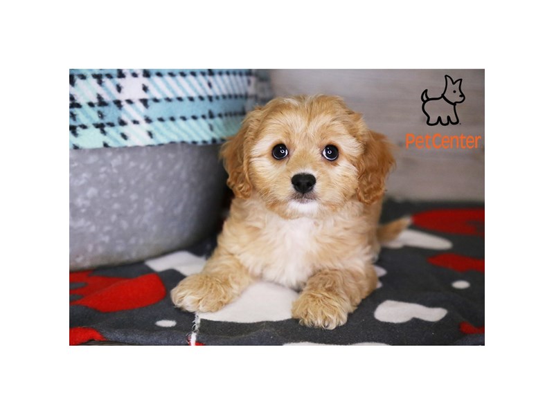 [#34356] Cannoli - ruby and white Male Cavachon Puppies For Sale