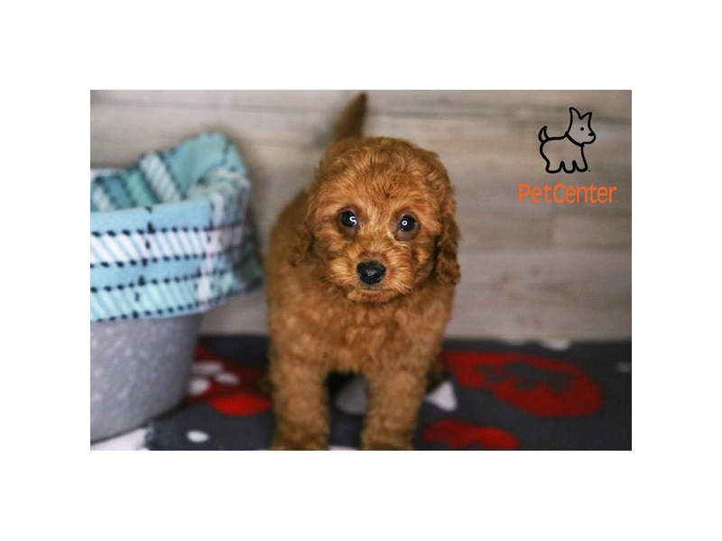[#34373] Chessie - Red Female Goldendoodle Mini 2nd Gen Puppies For Sale #1