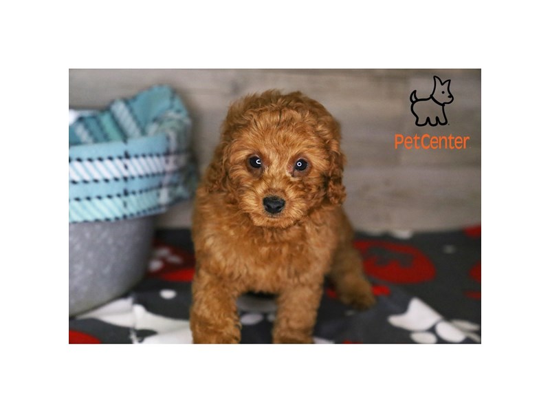 [#34373] Chessie - Red Female Goldendoodle Mini 2nd Gen Puppies For Sale #2
