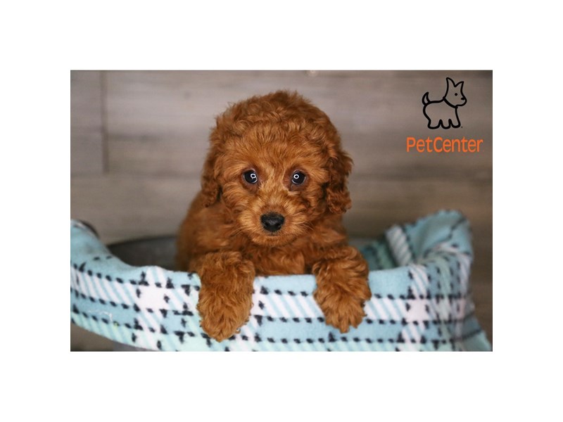 [#34373] Chessie - Red Female Goldendoodle Mini 2nd Gen Puppies For Sale #4